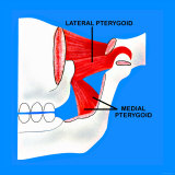 Buy Muscles the Move the Jaw Pterygoid Masseter at AllPosters.com