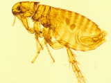 Photomicrograph of Flea Parasite , Insect
