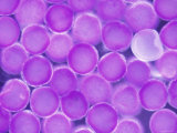 Starfish Blastula Micrograph Fertilization