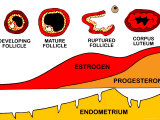 Buy Menstrual Cycle Ovum Fsh Lh Estrogen Follicle at AllPosters.com