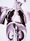 Buy Historical Skeleton Abdomial Dissection Kidney at AllPosters.com