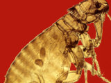 Flea Red Background