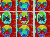 Buy Coronal Sections MRI Scans of the Head and Sinuses at AllPosters.com