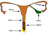 Buy Female Reproductive System Uterus at AllPosters.com