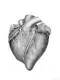 Buy Heart Historical Anatomy at AllPosters.com