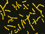 Buy Human Chromosomes at AllPosters.com