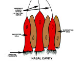 Buy Olfactory Receptor Cells Sense of Smell at AllPosters.com