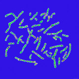 Buy Human Chromosomes 46 23 Pairs Karyotype at AllPosters.com