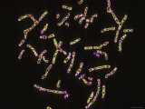 Buy Human Chromosomes at AllPosters.com