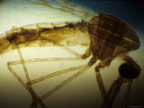 Anopheles Mosquito Yellow Background