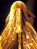 Pseudocolored Sem Flea 150 X Wingless Insect