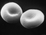 Buy Two Red Blood Cells Sem, Erythrocytes at AllPosters.com