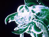 Pseudocolored Sem Moth Showing Antennae X15