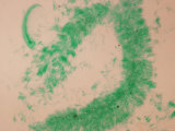 Nemalion Algae Pseudoparenchymatous