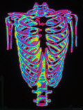 Human Rib Cage