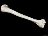Humerus Bone of Upper Arm Skeletal System Tissue