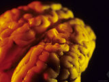 Buy Mammalian Brain Optical Coloring at AllPosters.com