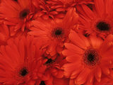 Gerbera Daises Old World Showy Flower