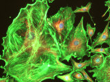 Neurons Human Brain Cognition Synapse