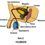 Buy Human Male Reproductive System at AllPosters.com