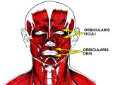Buy Muscles of Facial Expression at AllPosters.com