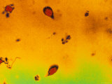 Giardia Lambia X1,000 Flagellate Protozoa