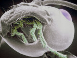 Ant Eating Small Insect Pseudocolorized Sem 72X