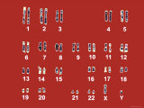 Buy Normal Human Karyotype Chromosomes in Pairs at AllPosters.com