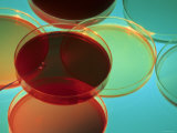 Buy Multicolored Culture Media in Petri Dishes at AllPosters.com