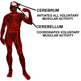 Buy Coordination of Muscular Movement at AllPosters.com