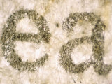 Buy Newspapaer Print Letters Photomicrograph at AllPosters.com
