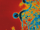 Buy AIDS Virus Budding from a T-Lymphocyte at AllPosters.com