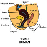 Buy Human Female Reproductive System at AllPosters.com