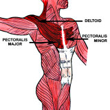 Buy Muscles of the Anterior Chest at AllPosters.com