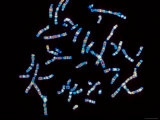 Buy Human Chromosomes at AllPosters.com