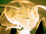 Ant Hymenopterous Insect Pseudocolored Sem 60X