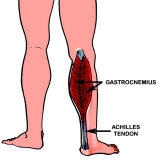 Buy Gastrocnemius- Muscle of Calf at AllPosters.com