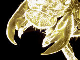 Moth Showing Antennae Pseudocolorized Sem 29X