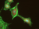 Buy Neurons Human Brain Cognition Synapse at AllPosters.com