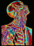 Buy Human Head and Chest at AllPosters.com