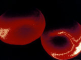 Buy Two Red Blood Cells False Color Sem at AllPosters.com