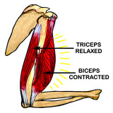 Buy Biceps Contracted Triceps Relaxed at AllPosters.com