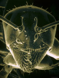 Pseudocolored Sem Ant X60 Hymemoterus Insect