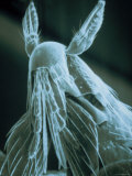 Pseudocolored Sem Flea X100 Wingless Insect