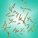 Buy Human Chromosomes 46 23 Pairs Karyotype at AllPosters.com