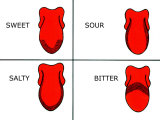 Buy Taste Receptor Regions at AllPosters.com