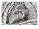 Buy Anterior Surface of Heart Cardiology Nerves at AllPosters.com