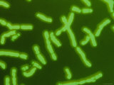 Buy Karyotype of 23 Pairs of Human Chromosomes at AllPosters.com
