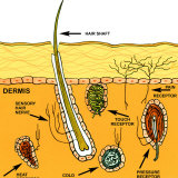 Buy Sensory Nerves of the Skin Sense of Touch at AllPosters.com