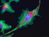 Buy Mammalian Nerve Cells Dendrite Sensory Synapse at AllPosters.com